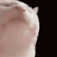 Vibing Cat